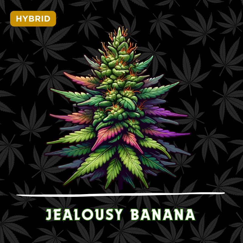 Jealousy Banana