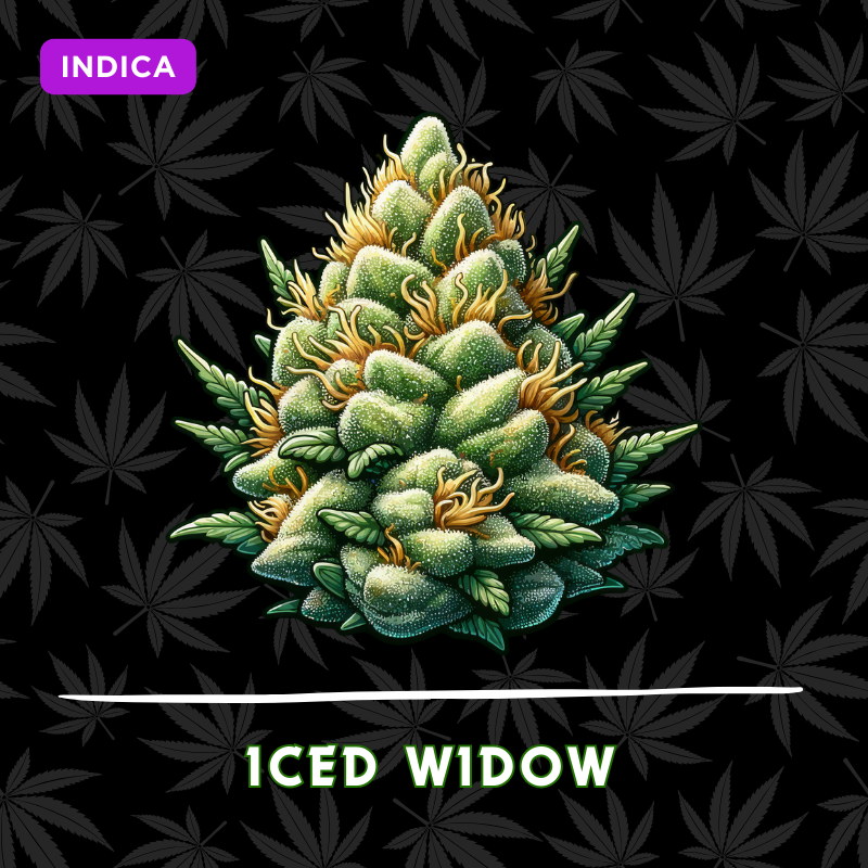Iced Widow