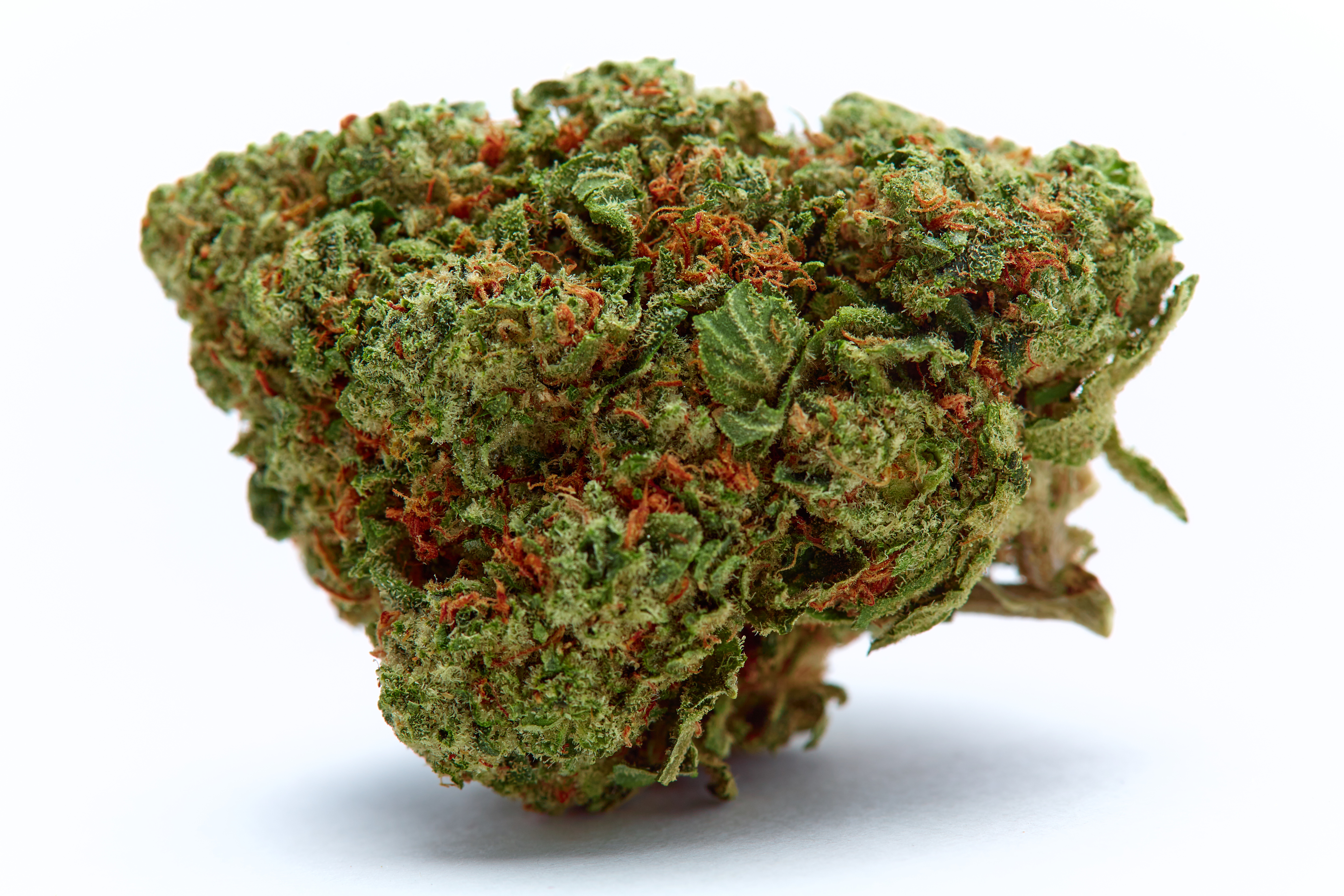 Venom OG Cannabis Strain Bud (macro)