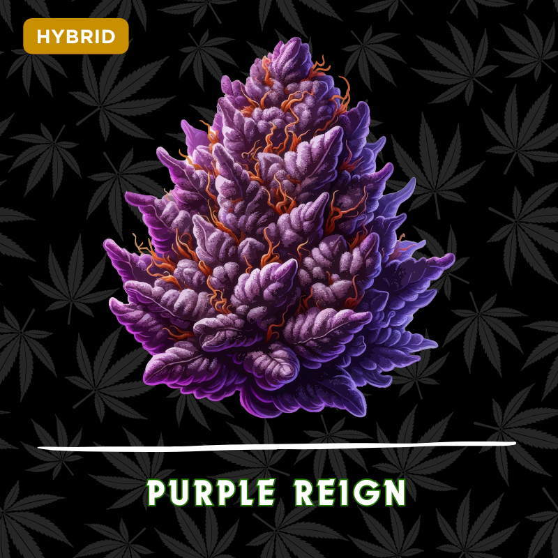 Purple Reign