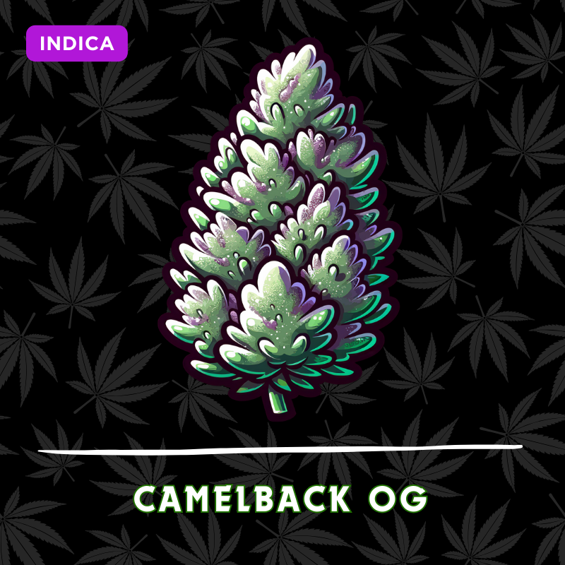 Camelback OG