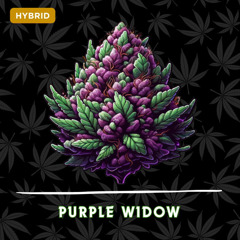 Purple Widow