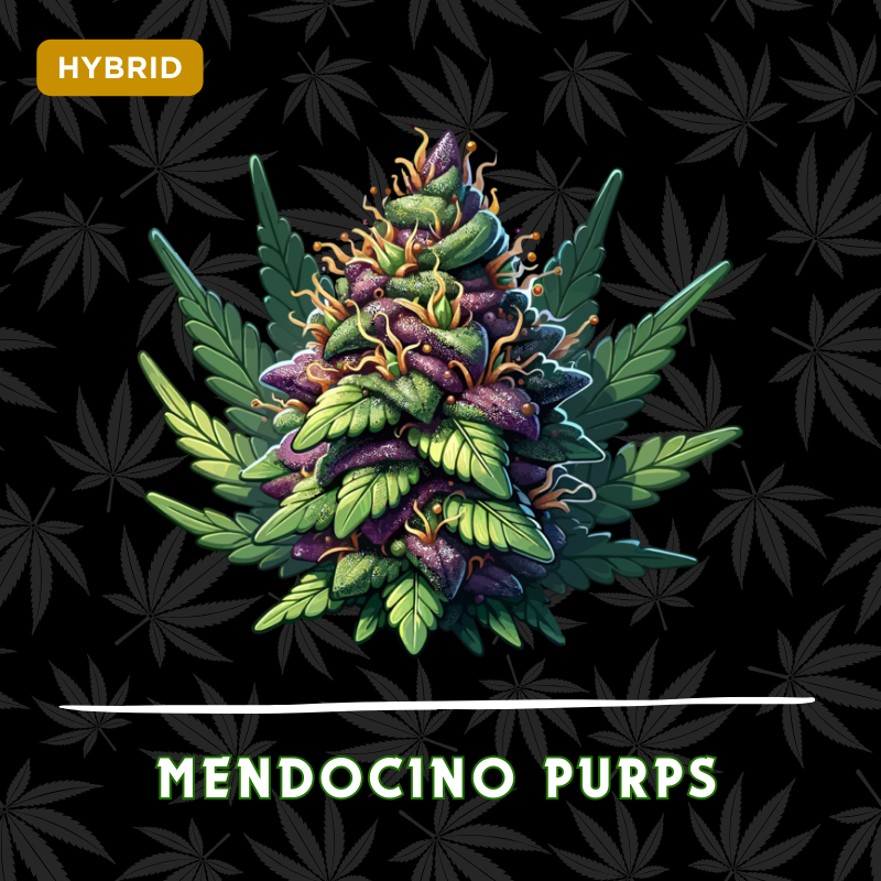 Mendocino Purps