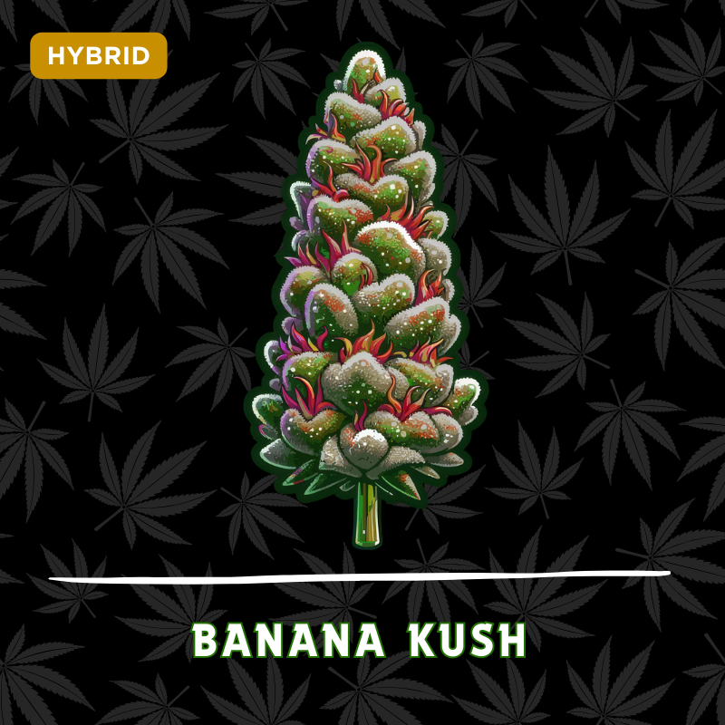Banana Kush
