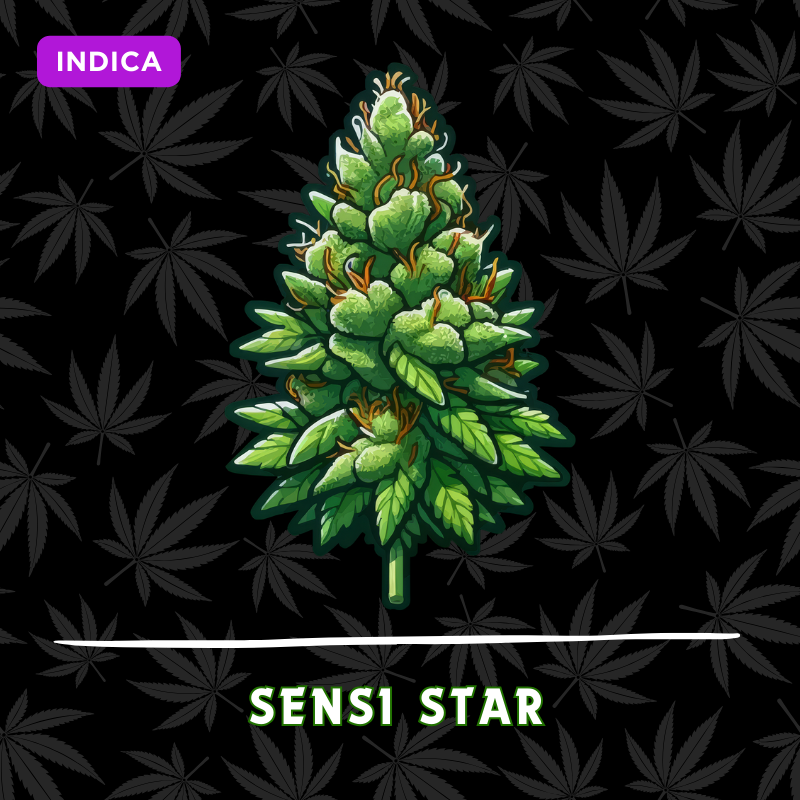 Sensi Star