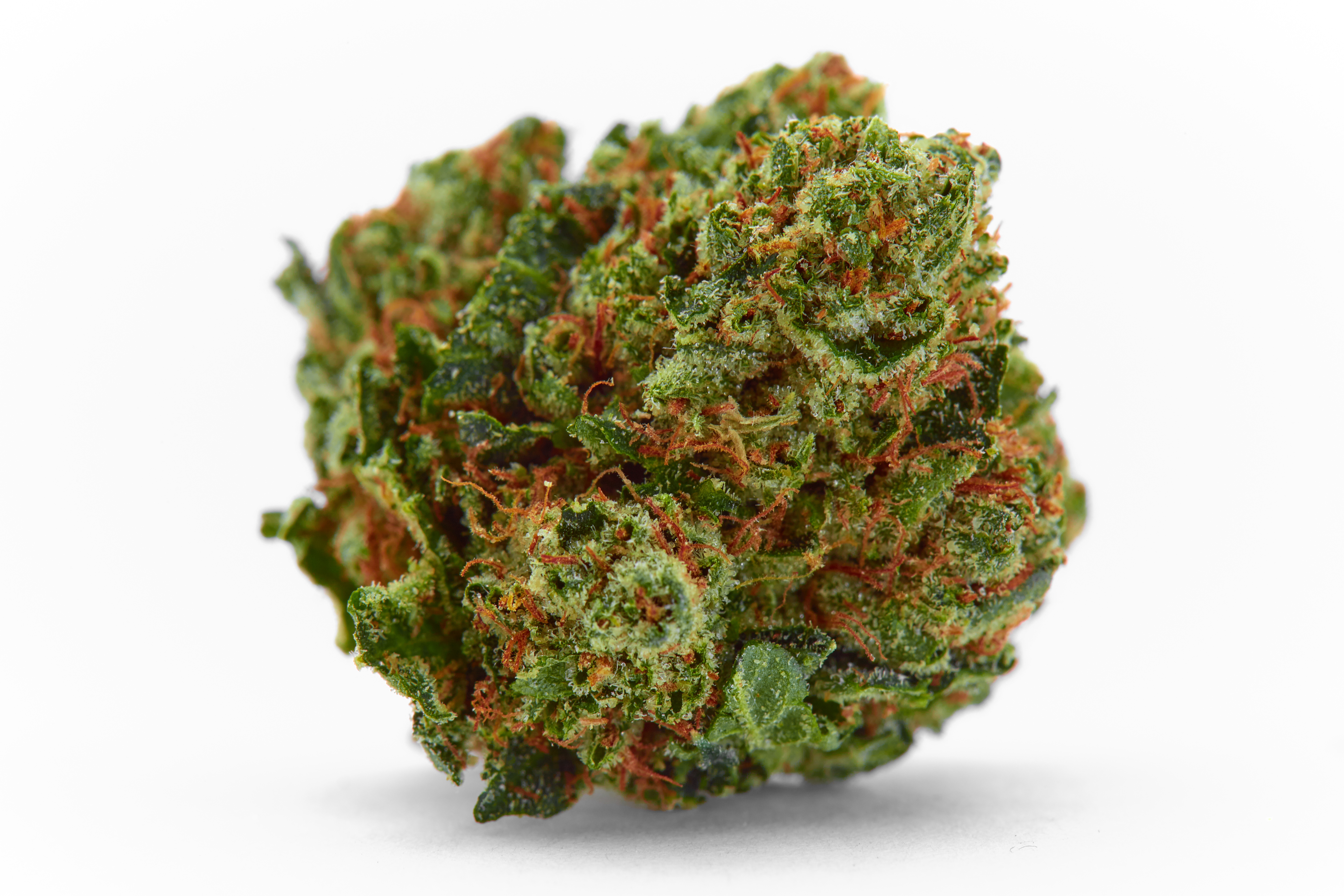 BMC House Cannabis Strain Bud (macro)