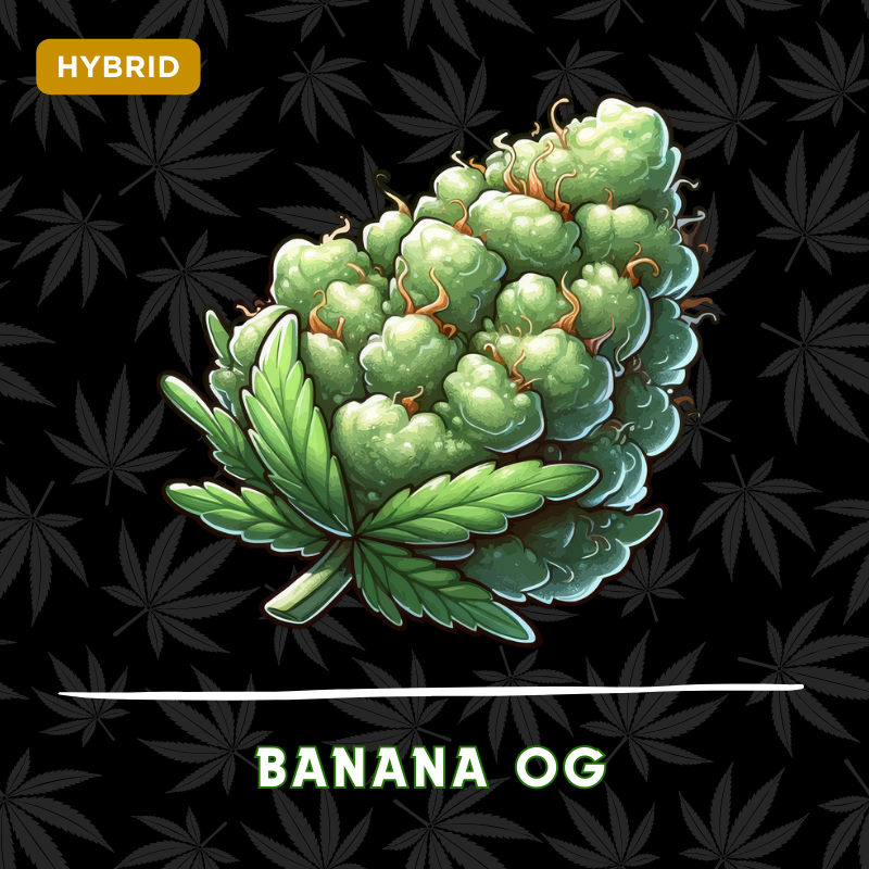 Banana OG