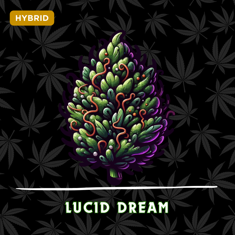 Lucid Dream