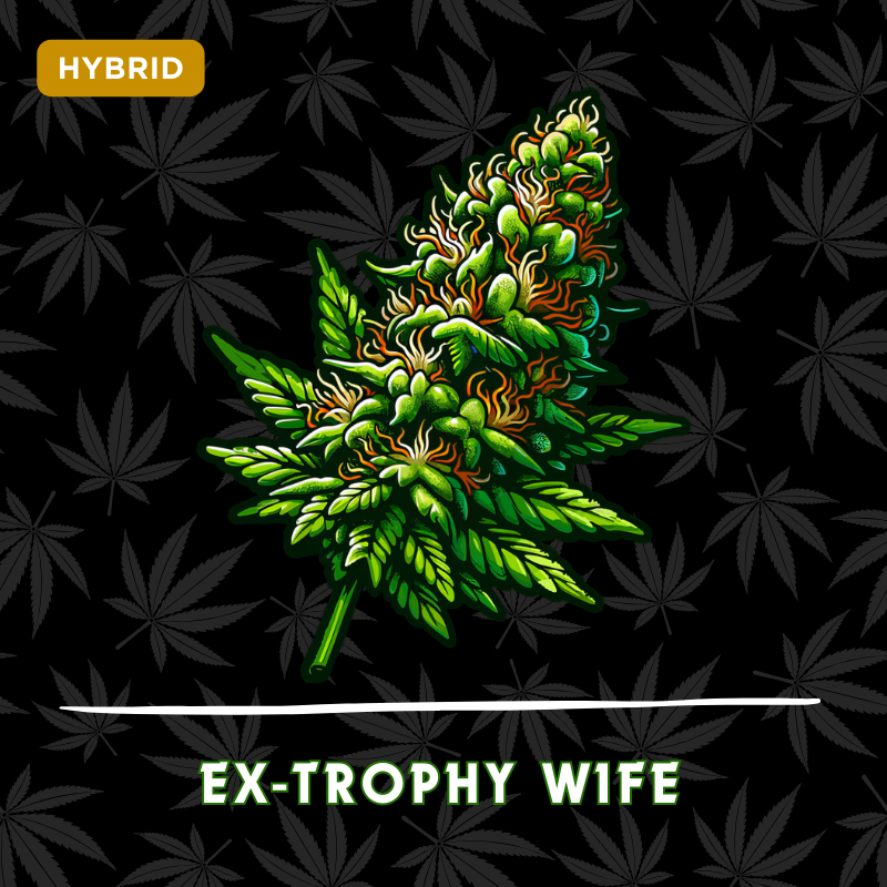 Ex Trophy Wife