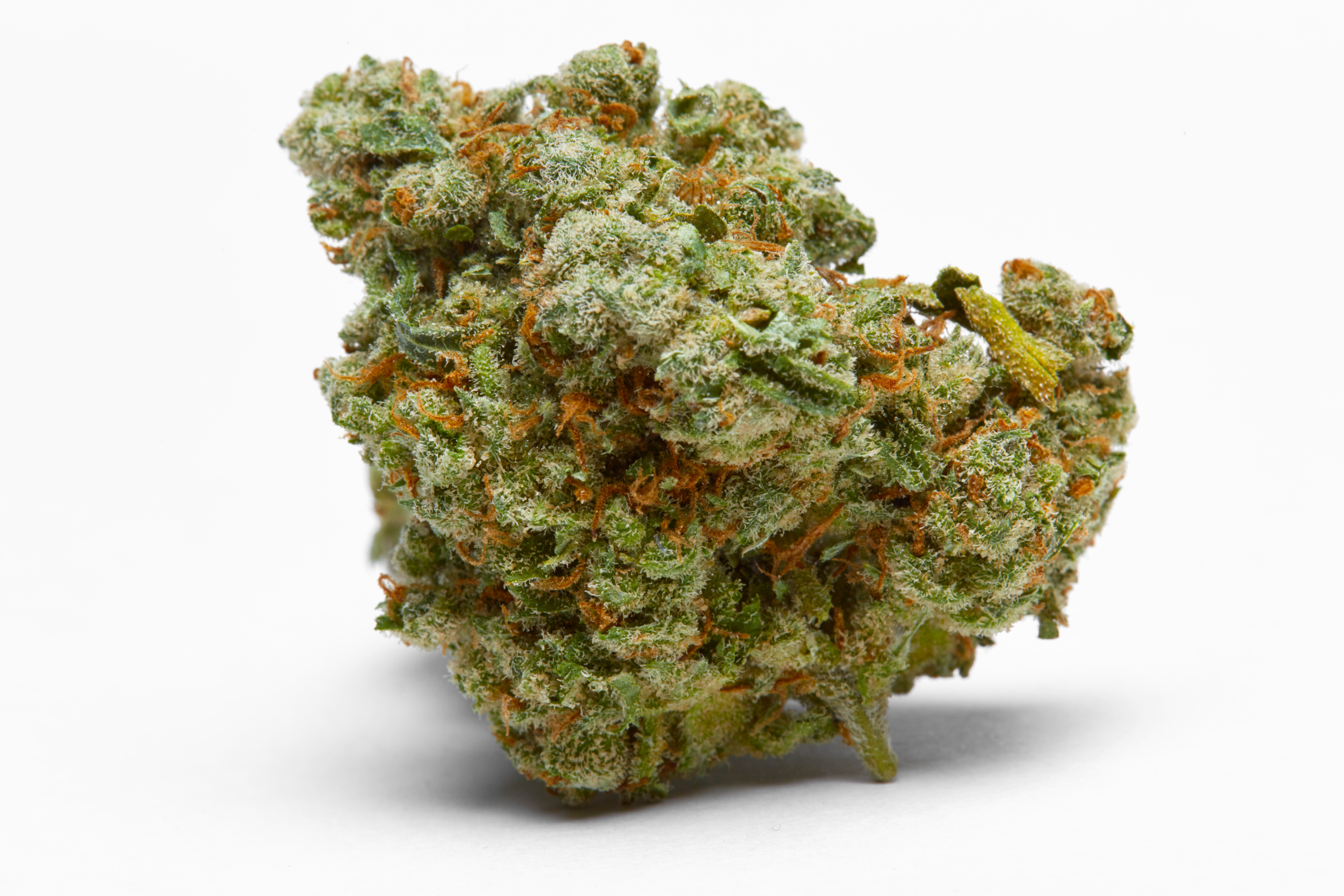 Jack Herrer Cannabis Strain Bud (macro)