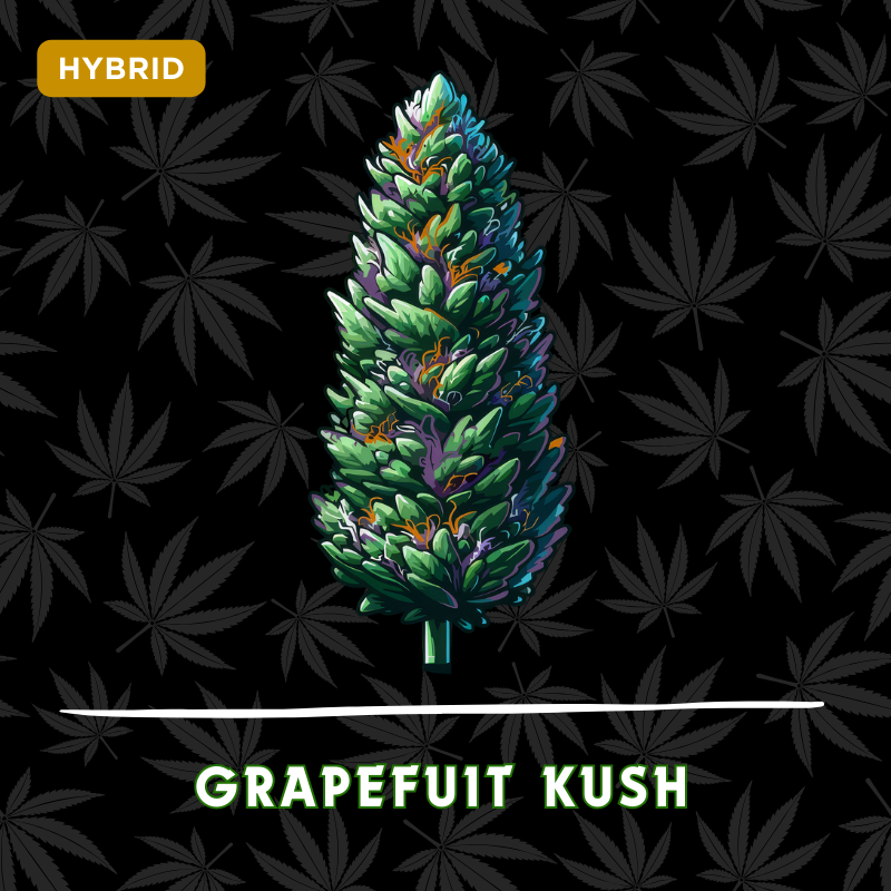 Grapefruit Kush