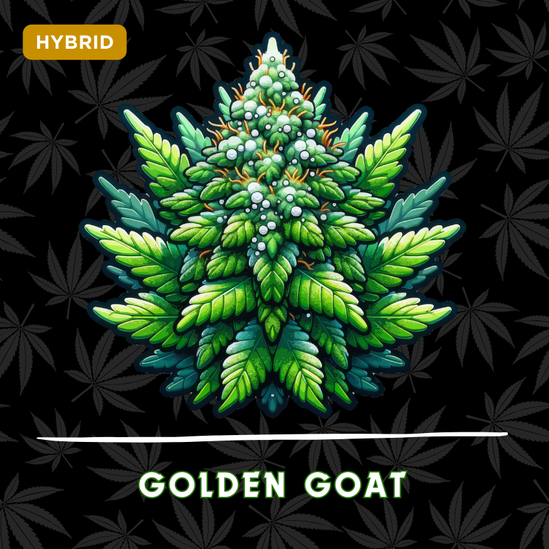 Golden Goat