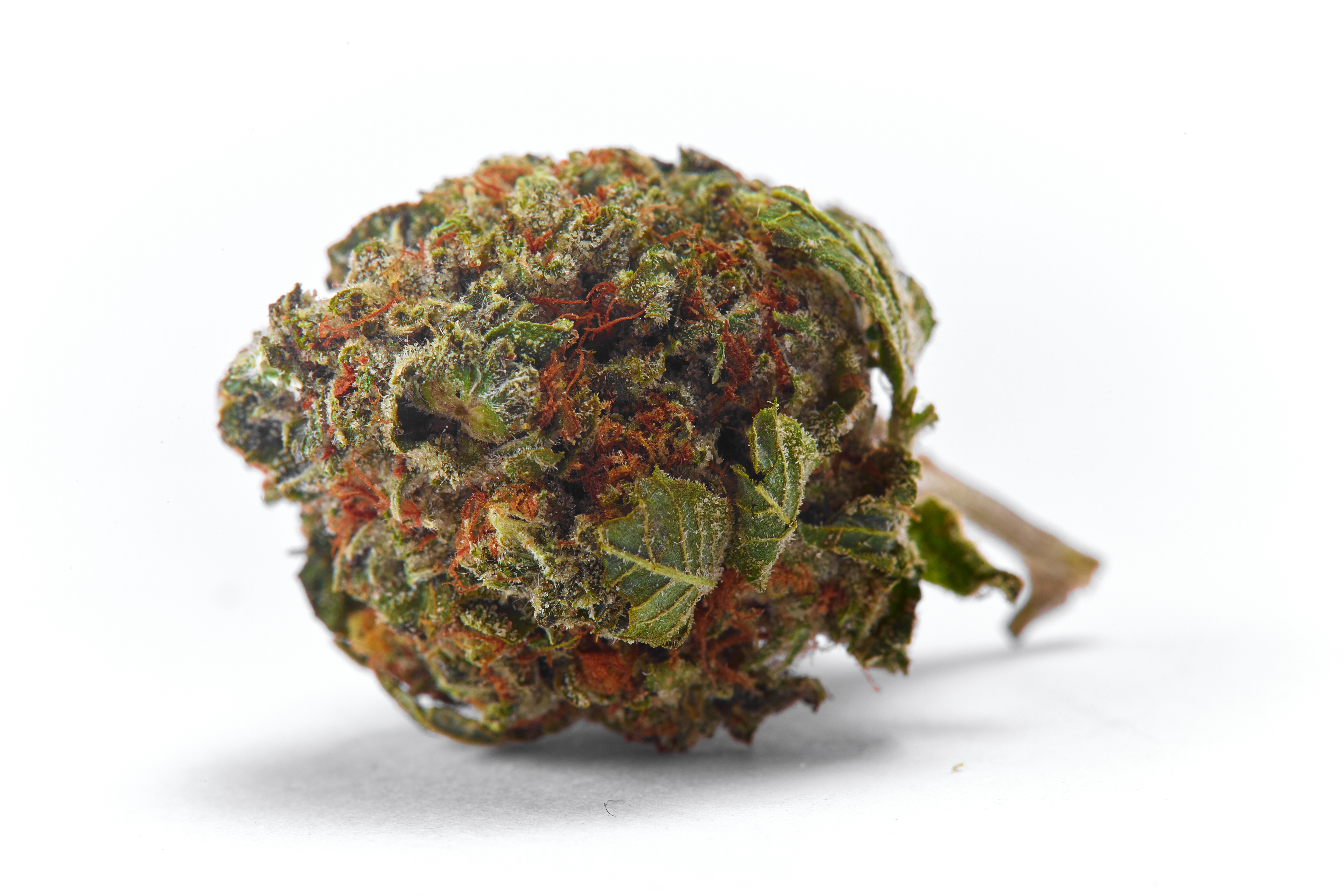 Wifi Cannabis Strain Bud (macro)