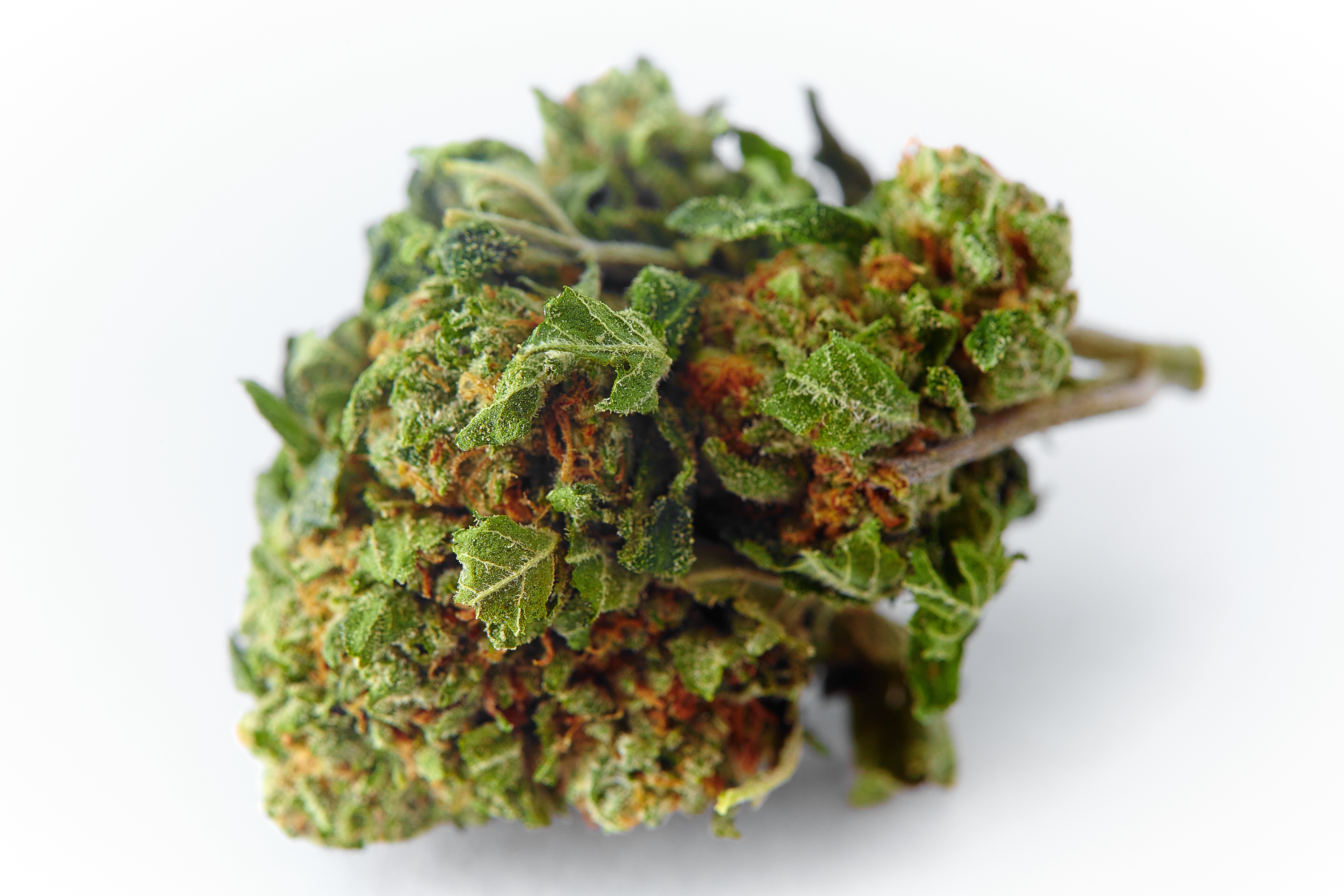 God's Gift Cannabis Strain Bud (macro)