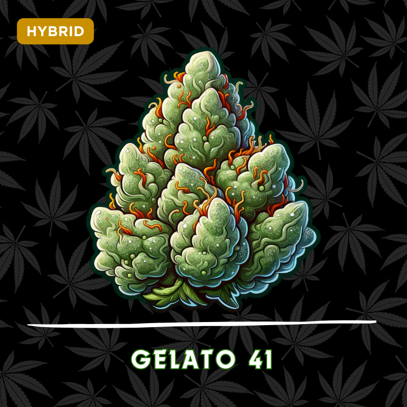 Gelato 41